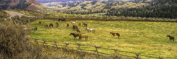 Konie, Pastwisko, Stany Zjednoczone, Stan Wyoming, Red Hills Ranch, Góry, Hrabstwo Teton, Farma