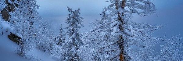 Śnieg, Skały, Drzewa, Zima