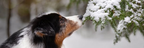 Owczarek australijski, Śnieg, Gałązki, Pies