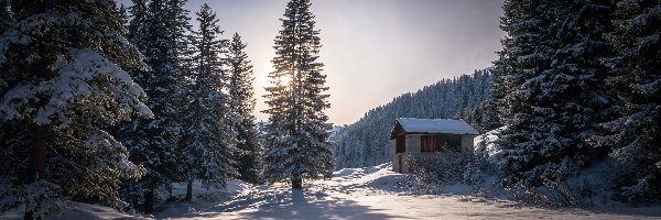 Dom, Drzewa, Śnieg, Poranek, Las, Zima