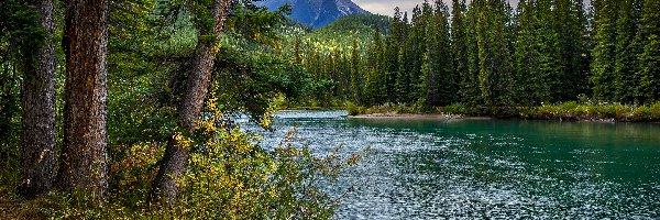 Lasy, Bow River, Kanada, Alberta, Drzewa, Góry, Park Narodowy Banff, Rzeka
