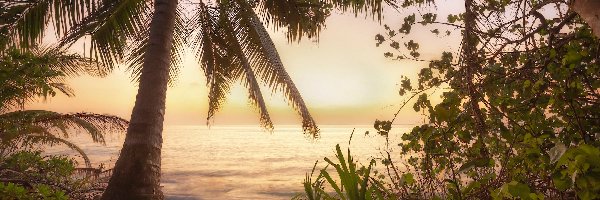 Wschód słońca, Morze, Malediwy, Palmy, Plaża