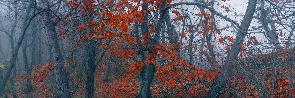 Czerwone, Mgła, Drzewa, Liście, Las, Jesień
