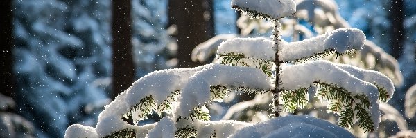 Zima, Drzewa, Śnieg, Jodła, Ośnieżona