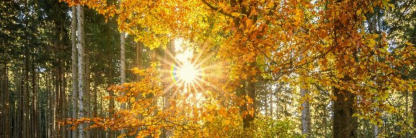 Las, Drzewa, Promienie słońca, Jesień, Liście