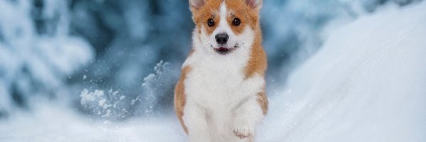 Pies, Śnieg, Welsh corgi pembroke