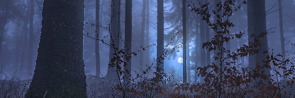 Las, Drzewa, Księżyc, Noc