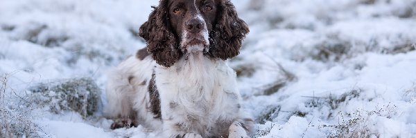 Pies, Biało-brązowy, Springer spaniel angielski, Śnieg