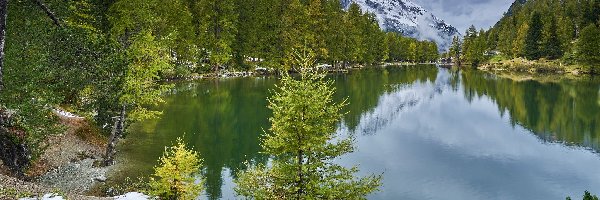 Jezioro, Drzewa, Zielone, Góry