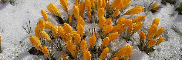 Krokusy, Śnieg, Żółte, Kwiaty