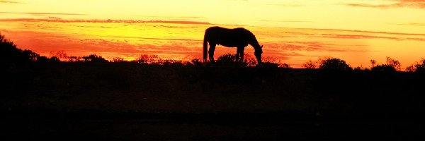 Zachód Słońca, Koń