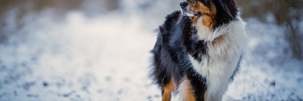Pies, Ośnieżona, Owczarek australijski, Śnieg, Mordka