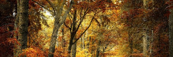 Las, Drzewa, Jesień, Liście, Kolorowe