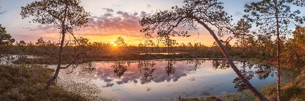 Wschód słońca, Pohja-Korvemaa, Bagno, Rezerwat przyrody, Estonia, Drzewa, Torfowisko