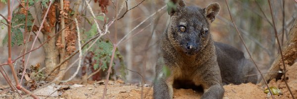 Fossa madagaskarska, Drapieżnik, Gałęzie