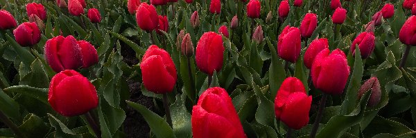 Tulipany, Czerwone, Pole