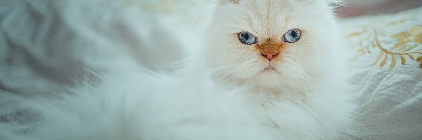 Biały, Kot perski, Puszysty, Oczy, Niebieskie