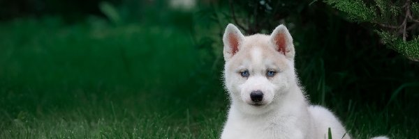 Niebieskooki, Siberian husky, Szczeniak, Trawa, Zielona