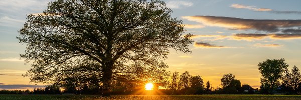 Łąka, Drzewo, Promienie słońca
