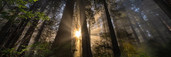 Las, Paprocie, Drzewa, Przebijające światło