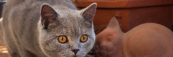 Kot brytyjski krótkowłosy, Miodowe, Oczy, Figurka
