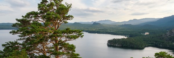 Lasy, Drzewa, Sosna, Góry, Jezioro Borovoye, Kazachstan