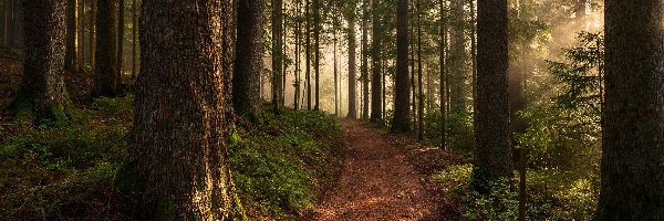 Las, Ścieżka, Drzewa, Poranek, Mgła