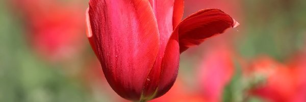 Kwiat, Tulipan, Czerwony, Płatek, Odchylony