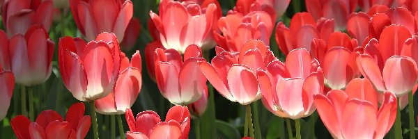 Tulipany, Kwiaty, Zbliżenie