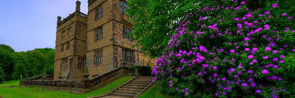 Rododendron, Burnley, Trawa, Krzewy, Gawthorpe Hall, Wzgórze Pendle, Schody, Anglia, Dom, Różanecznik