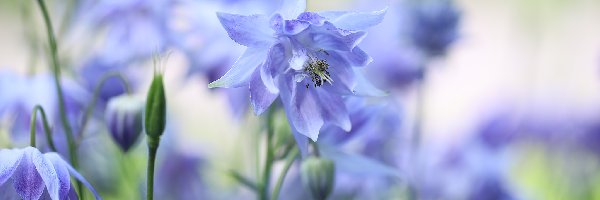 Kwiat, Orlik, Niebieski