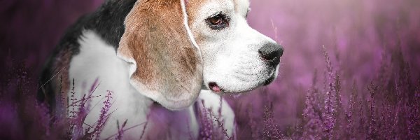 Beagle, Wrzosy, Kwiaty, Pies