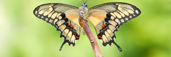 Papilio thoas, Makro, Patyk, Motyl