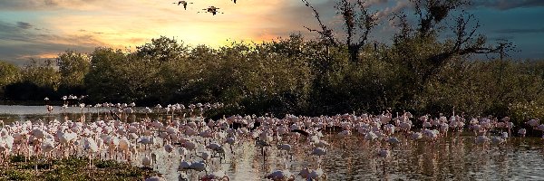 Flamingi, Parc Ornithologique du Pont de Gau, Francja, Saintes Maries de la Mer, Ptaki, Jezioro, Drzewa, Park