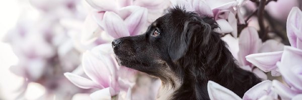 Pies, Magnolie, Kwiaty, Czarny
