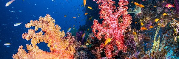 Kolorowe, Ryby, Koralowce, Rafa koralowa
