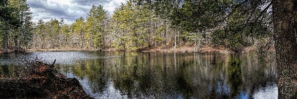 Stany Zjednoczone, Drzewa, Korzenie, Peppers Mill Pond, Jezioro, Massachusetts, Ware