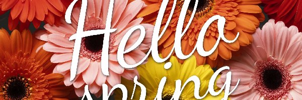 Kwiaty, Gerbery, Kolorowe, Hallo spring, Napis