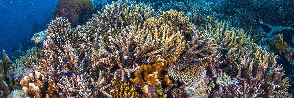Koralowce, Rafa koralowa, Ryby, Morze