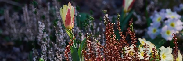 Wrzos, Tulipan, Kwiaty