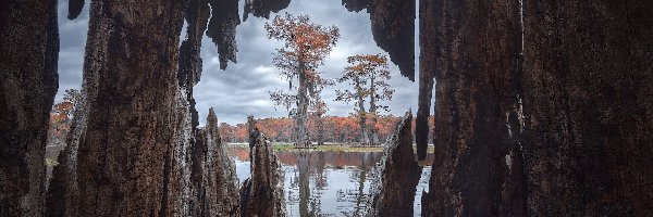 Drzewa, Jezioro, Caddo Lake, Cyprysy, Teksas, Stany Zjednoczone