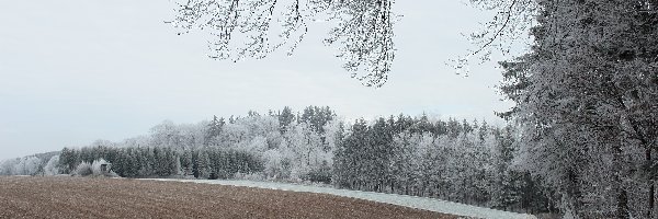 Zima, Drzewa, Oszronione, Pole, Droga