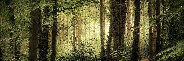 Zielony, Drzewa, Las, Przebijające światło, Ścieżka