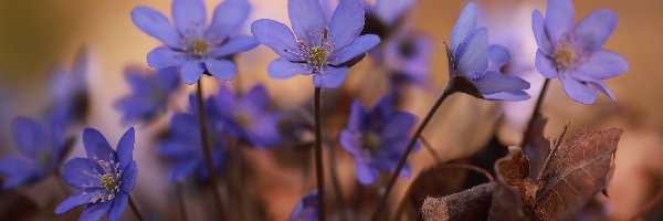 Niebieskie, Kępka, Kwiaty, Przylaszczki