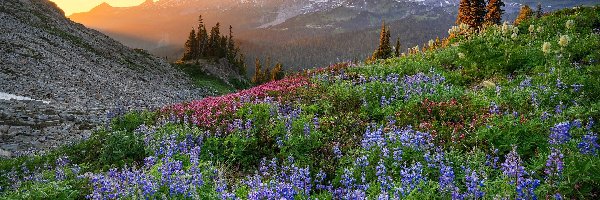 Góra, Promienie słońca, Łąka, Kwiaty, Park Narodowy Mount Rainier, Stany Zjednoczone, Stan Waszyngton, Łubin, Szczyt Mount Rainier