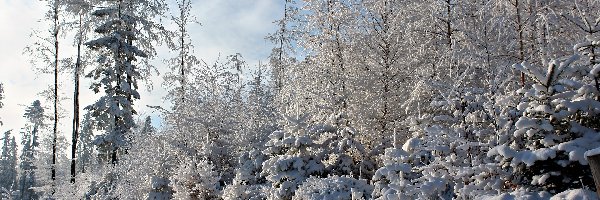 Zima, Drzewa, Las, Śnieg, Ścieżka