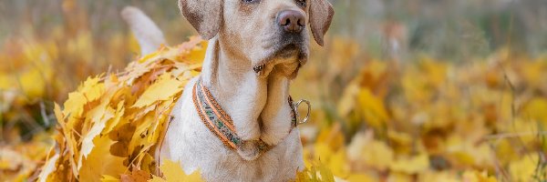 Labrador retriever, Liście, Żółte, Pies