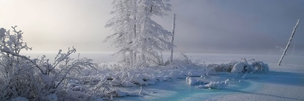 Zima, Drzewa, Śnieg, Mgła, Góry