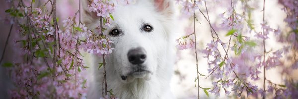 Pies, Gałązki, Biały owczarek szwajcarski, Kwiaty, Różowe