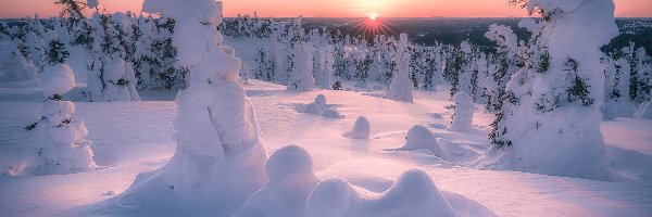 Zima, Promienie słońca, Śnieg, Drzewa, Ośnieżone